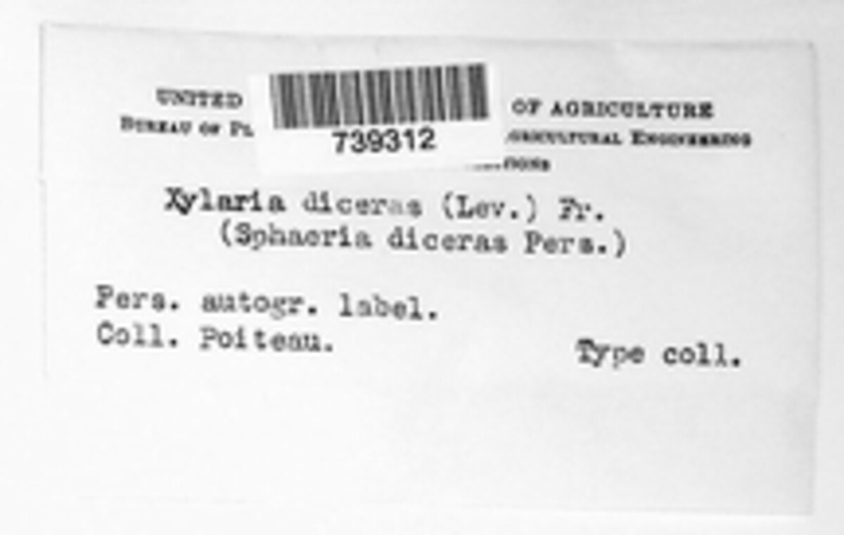 Xylaria diceras image
